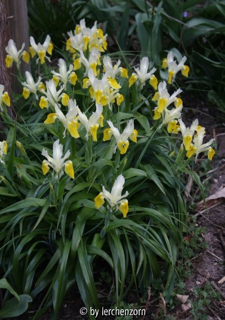 Iris bucharica