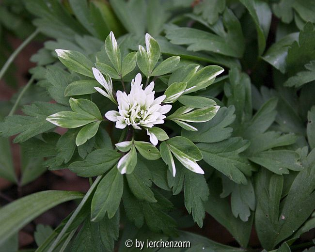 Anemone nemorosa, rosulat