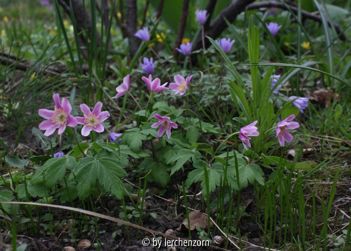 Anemone nemorosa, rotblütig