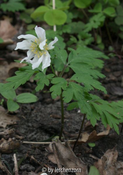 Anemone nemorosa, großblütig