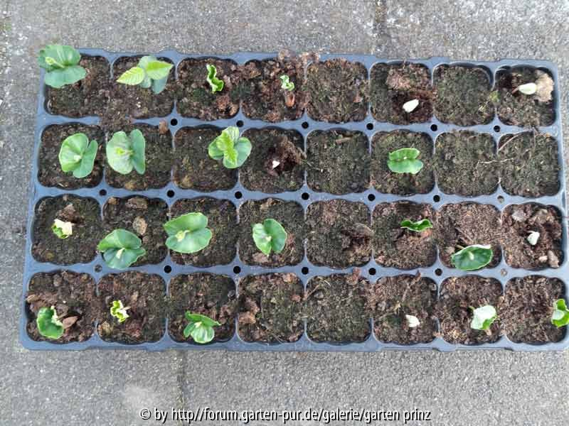 Fagus sylvatica Germination April 2014