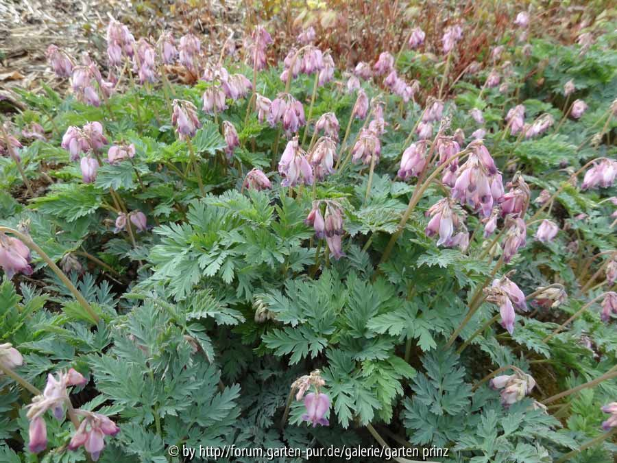 Dicentra Stuart Boothman 2014
