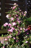 Camelia-Spring-Festival-2014-2.jpg