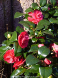 Camelia-Coqueti_14-1.jpg