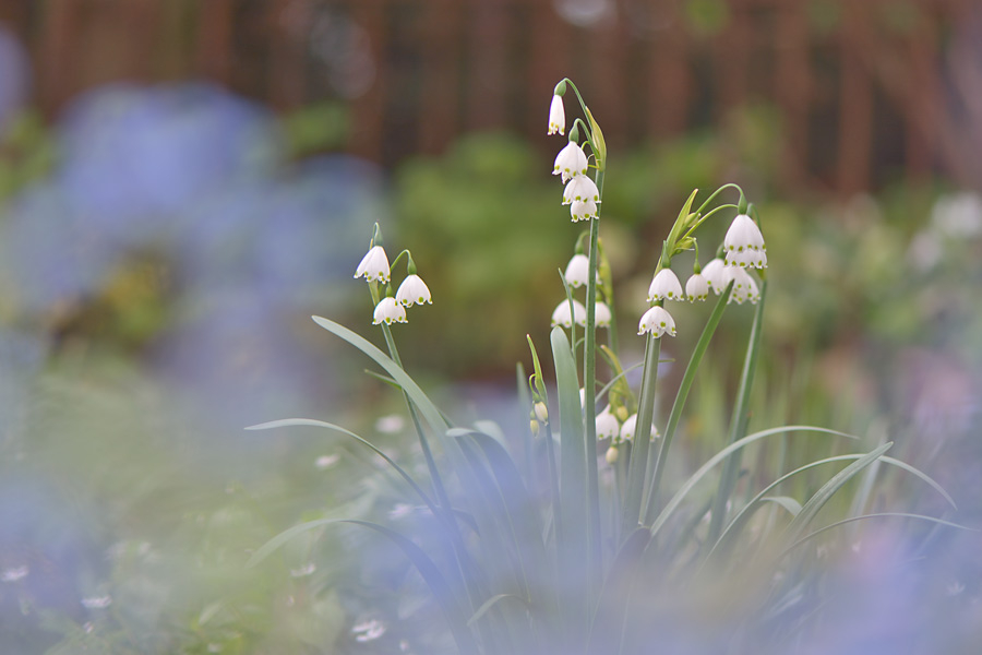 Leucojum aestivum