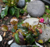 Shortia soldanelloides f. alpina