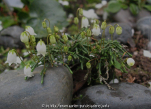 Cassiope gracilis