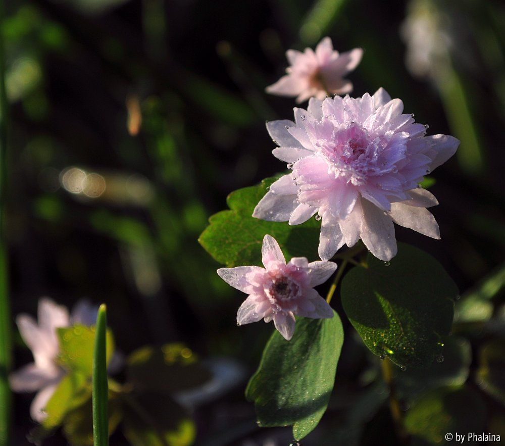 Anemonella thalictroides Cameo