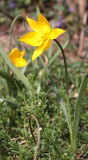 Tulipa sylvestris