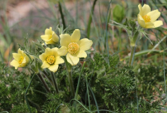 Pulsatilla albana