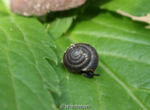 Haarschnecke