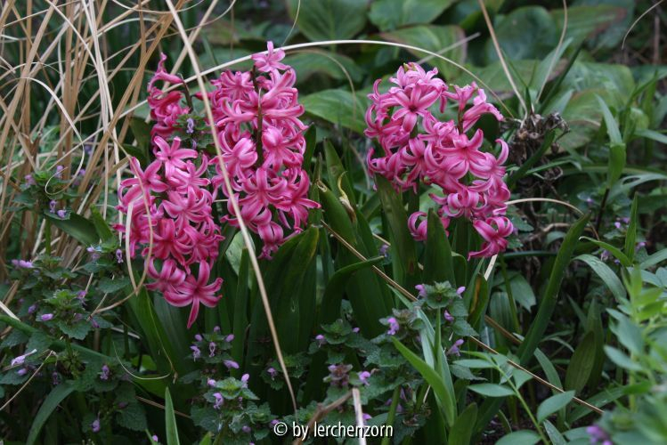 Hyacinthus Cult.