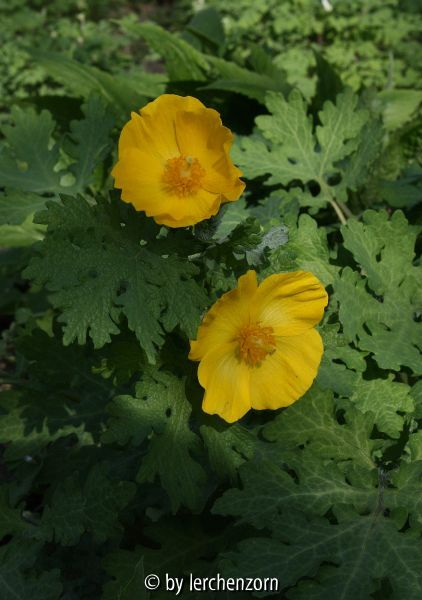 Stylophorum diphyllum