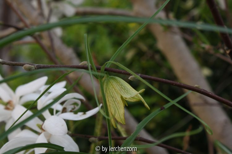 Fritillaria verticillata