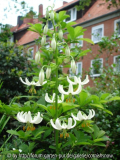 Lillium martagon weiß I