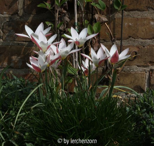 Tulipa clusiana
