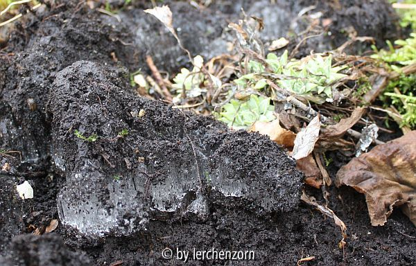 Eispackung im Moorbeet
