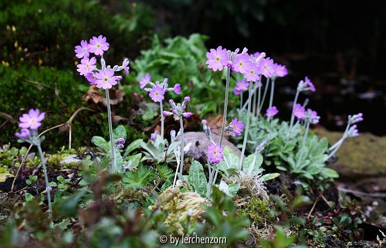 Primula frondosa