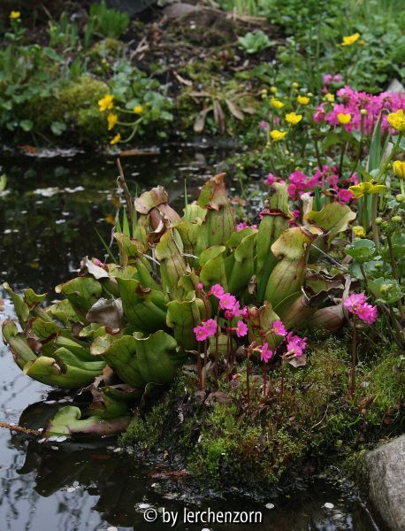 Primula rosea, Sarracenia purpurea