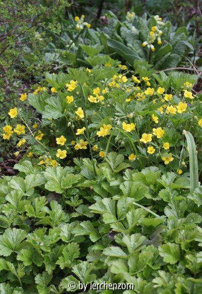 Waldsteinia geoides (hinter W. ternata)
