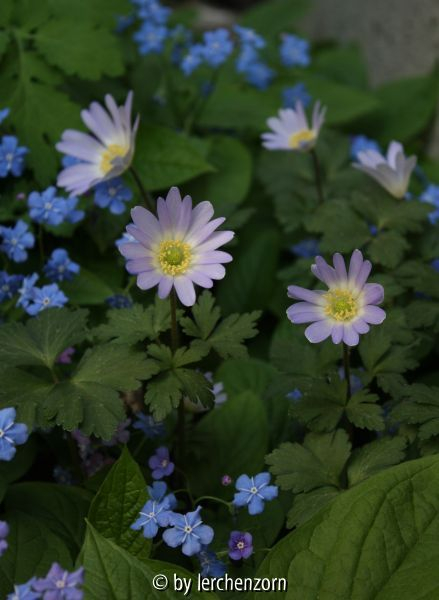Anemone blanda gekreuzt