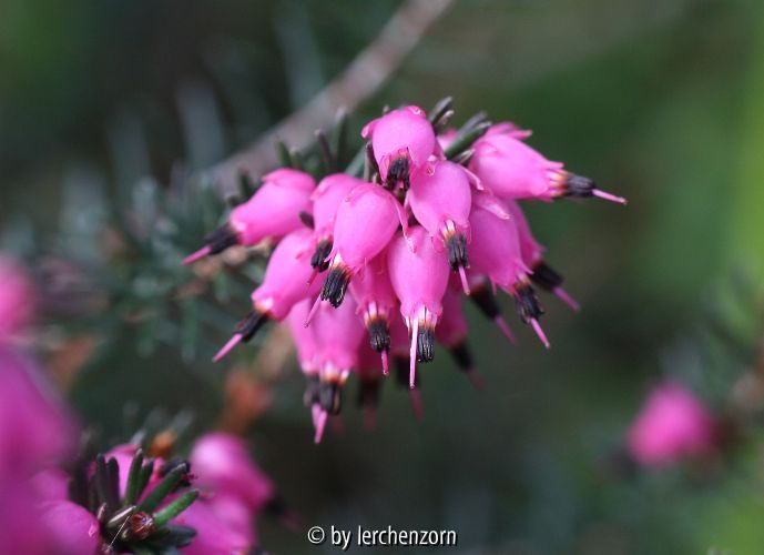 Erica carnea Nachzügler