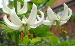 Lillium martagon II