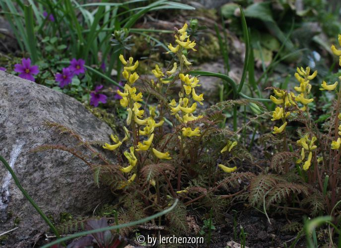 Corydalis cheilanthifolia