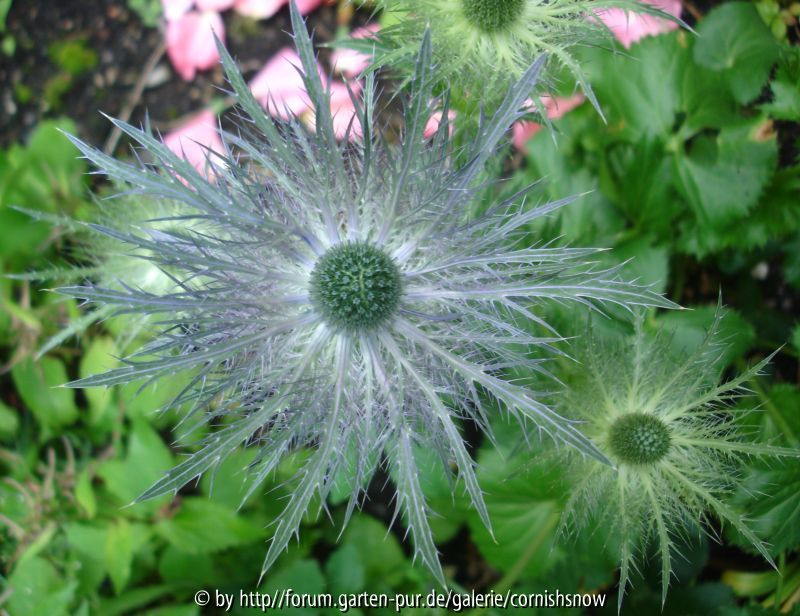Eryngium alpinum