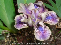  Sdb Iris 'König Laurin'