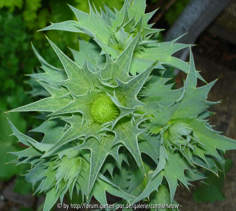 Eryngium giganteum I