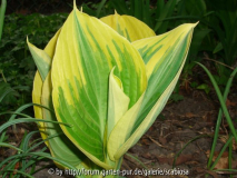 Hosta 'Liberty' Austrieb April 2014