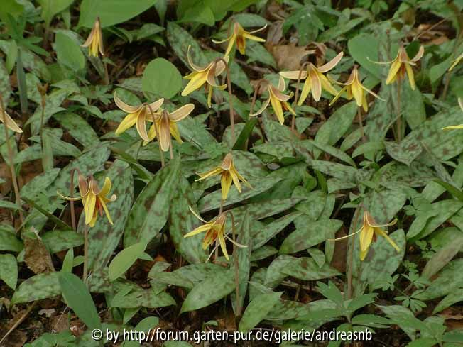Erythronium americanum / Gruppe