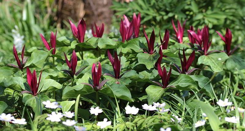 Trillium chloropetalum