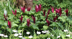 Trillium kurabayashii