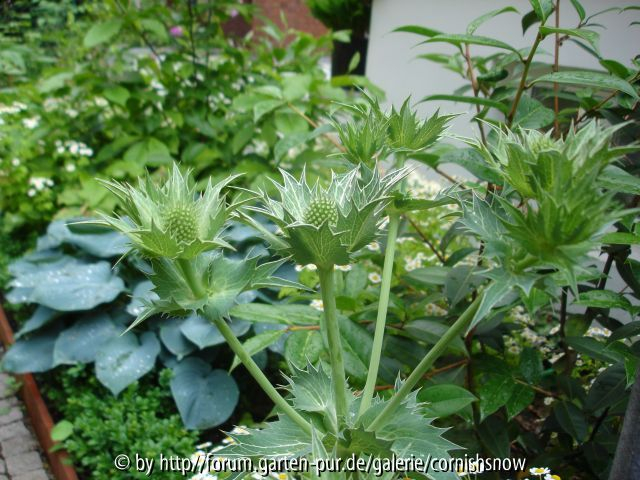 Eryngium giganteum II
