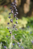 F. persica, April 2013