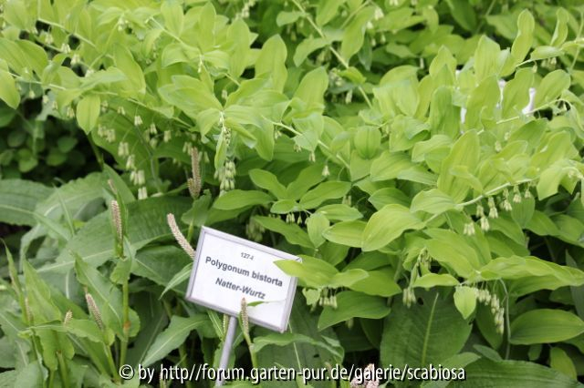 Polygonatum ?