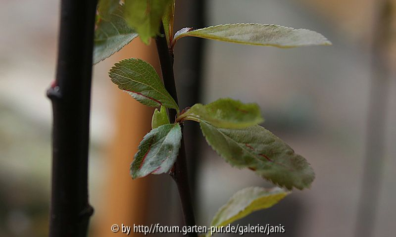 zierpflaume2