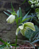  helleborus_bocconei3-14.jpeg