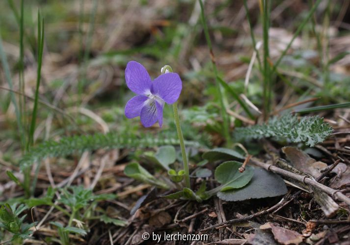 Viola rupestris