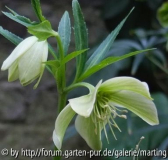  helleborus_bocconei3-14.jpg