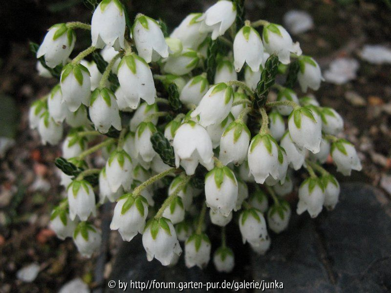  Cassiope selaginoides (IS13284)