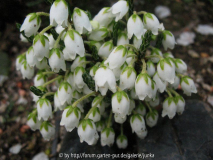 Cassiope selaginoides (IS13284)