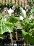 Arisaema