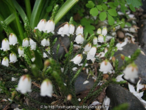 Cassiope selaginoides (AC-998)