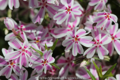 Phlox subulata 'Candy Stripes'