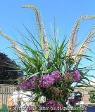 Eremurus und Zierlauch