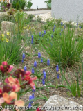 Muscari-Bach I