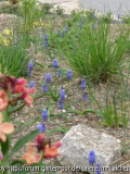 Muscari-Bach